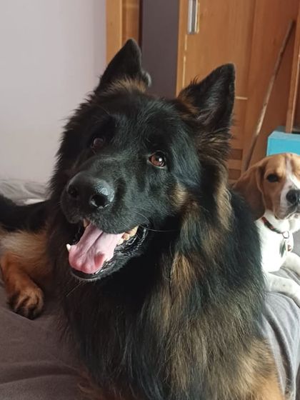 A German Shepherd and a Beagle sharing a bed. Here, big dogs and small dogs learn to live together in harmony.