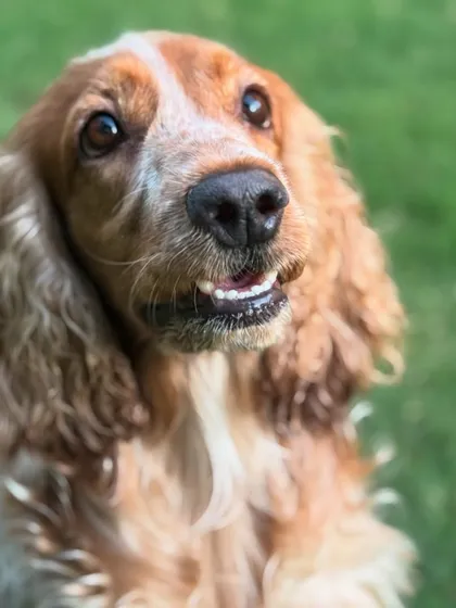 A close-up of Evoo's happy grin. We can't wait to see this baby girl again.