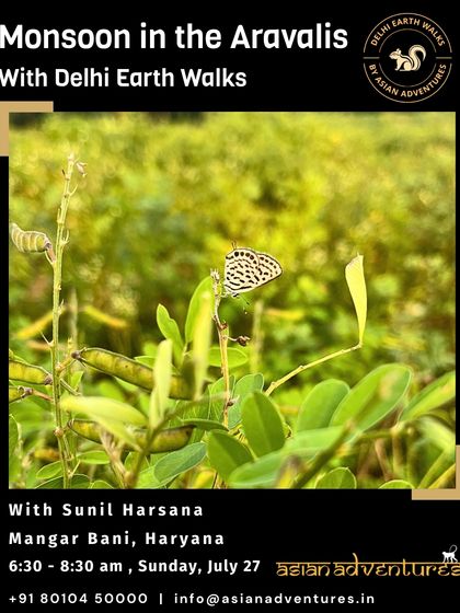 Butterfly & Insect Encounters photo 10