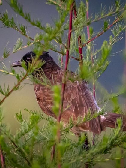 A Red-vented Bulbul peeks through the dense green foliage of a bush in Jim Corbett. The framing creates a sense of discovery, as if we are spotting the bird in its hiding place.