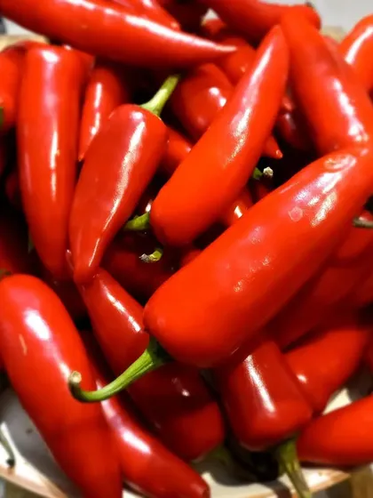 Another shot of the fresh red chillies I use. I never compromise on the quality of my ingredients.