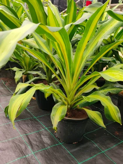 This is a Dracaena plant, also known as a corn plant. Its long, variegated leaves with yellow and green stripes make it a beautiful and popular choice for an indoor floor plant.