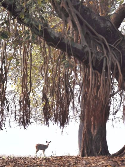 Giants & Other Jewels photo 13