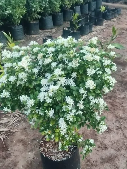 A lovely white Madhu Kamini plant, full of fragrant flowers. This is a great choice for anyone who loves sweet-smelling blossoms in their garden.