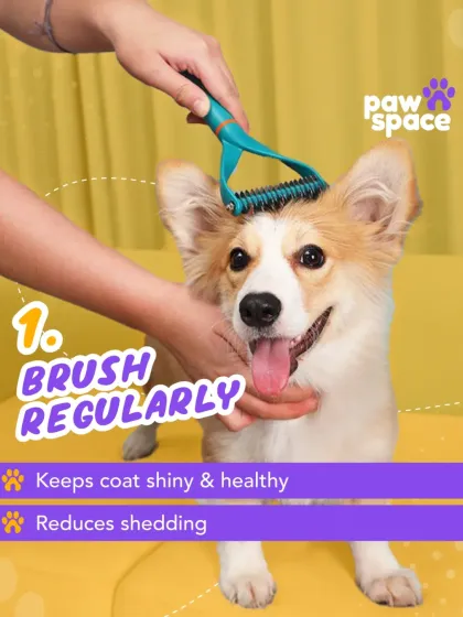 Regular brushing is a key part of my grooming service. I use professional de-shedding tools to manage loose fur, prevent matting, and keep your pet's coat shiny and healthy, which also means less fur around your home.