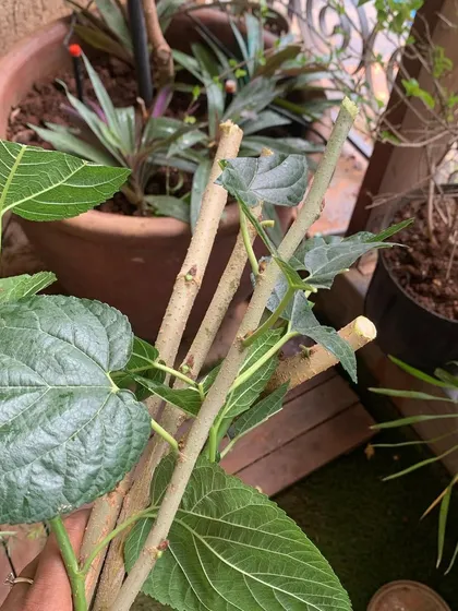 Examining the nodes on mulberry cuttings. It's from these points that new leaves and branches will emerge.
