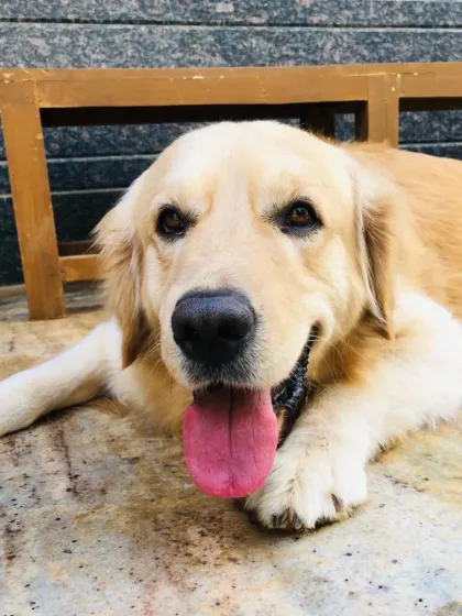A senior Golden Retriever, calm and content. We provide special care for our older guests.