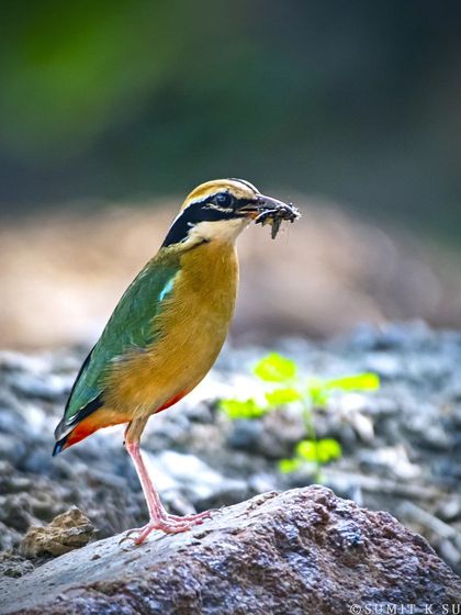 An Indian Pitta with a kill, a moment that shows even this colourful bird is a part of the food chain.