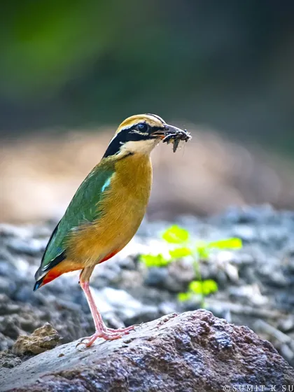 An Indian Pitta with a kill, a moment that shows even this colourful bird is a part of the food chain.
