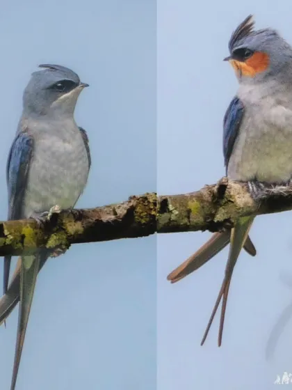 A comparison of two Crested Treeswifts, highlighting their unique features.