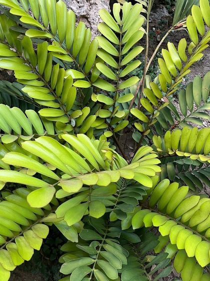 YogaByShi - Sustainable Home Gardening Gardening Inspiration from My Travels photo 12