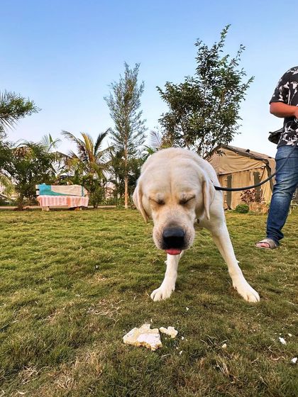 Poochkoo Mutts & Nutts - Dog-Friendly Cafe & Events Parties & Events at the Ranch photo 12