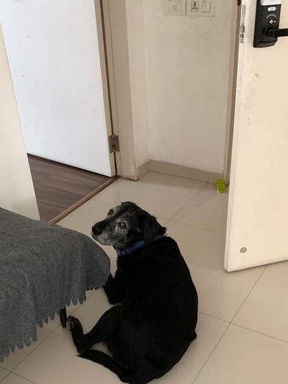 This sweet senior dog waits for me by the door every day. He even checks the elevator every time it stops on his floor. It's this bond and excitement for his KuBi meals that warms my heart.
