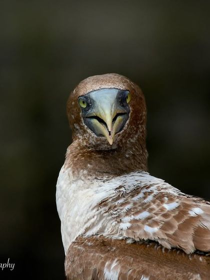 Avian Wonders: A World of Wings photo 34