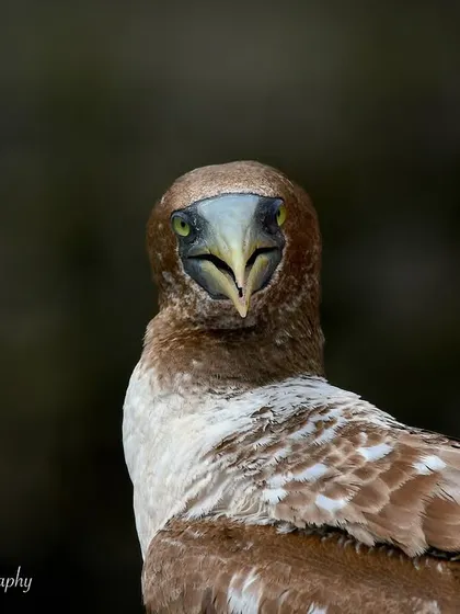 A final, charming portrait of the Masked Booby. The dark background makes the bird stand out, creating a classic and timeless animal portrait.