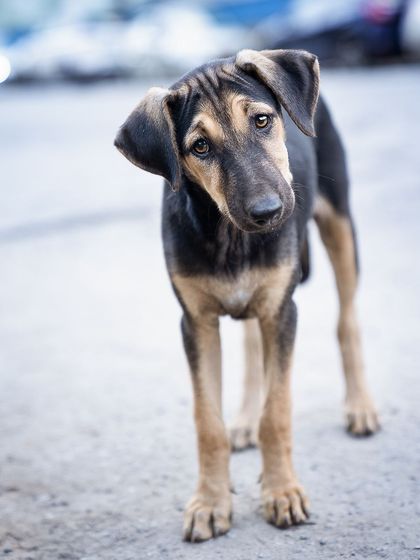 Pragalbh - Animal Rescue & Advocacy Photography Adoption Portfolios: Soulful Portraits for a Second Chance photo 5