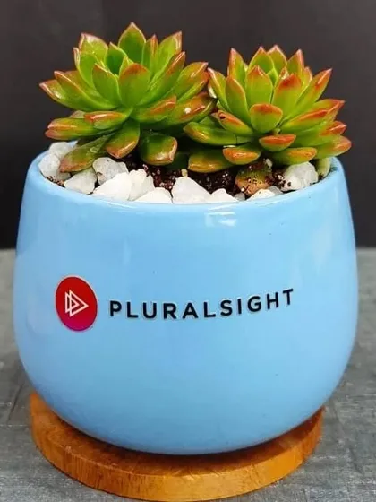 A close-up of a branded succulent gift for Pluralsight. This Echeveria plant is potted in a sky-blue ceramic container with white pebbles and a wooden coaster, demonstrating our attention to detail.