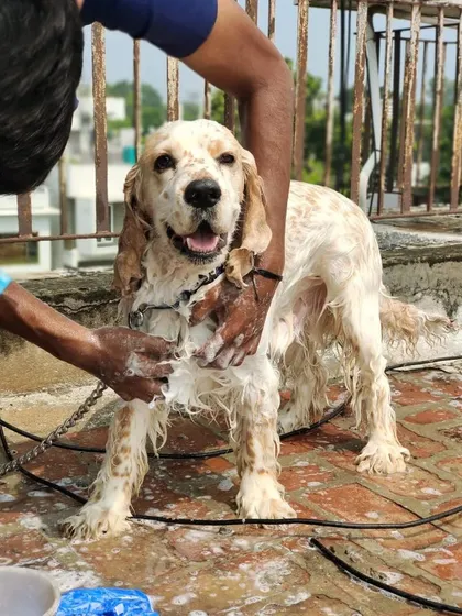 Bath time for a Cocker Spaniel on his own terrace. I use natural shampoo and make sure the bath is a stress-free experience for your dog.