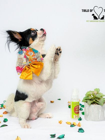 Tails of the City - Pet Supplies Our Pawsome Guests photo 12