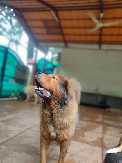 Stay - Dog Daycare Happy Faces of Stay photo 33