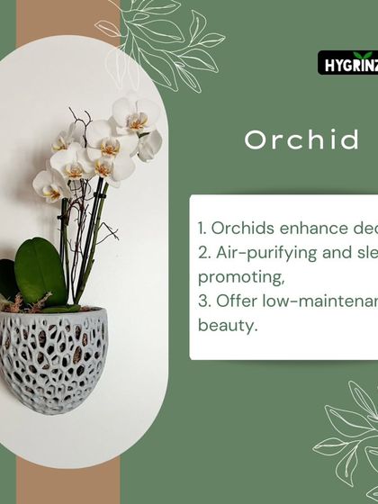 Hygrinz - Plant Sales & Gardening Supplies Gardening Tips & Plant Facts photo 32