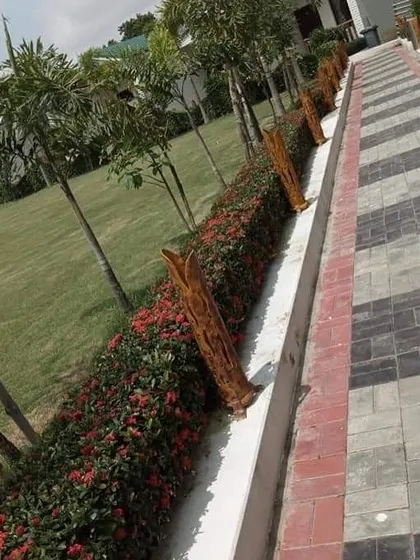A paved pathway in a resort or park, lined with a hedge of bright red Ixora flowers and young palm trees. This combination adds both color and structure to the landscape.