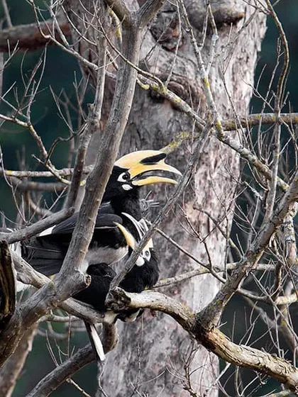 After observing the Indian Grey Hornbill in Delhi, I was able to predict the behaviour of this Oriental Pied Hornbill at Rajaji National Park. I was lucky to witness and photograph their courtship and mating, a rare sight for this beautiful species.