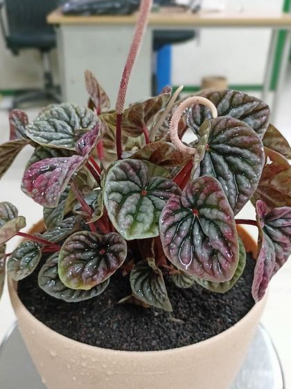 Multiplex Urban Green - Landscape & Garden Services Indoor & Air-Purifying Plants photo 5