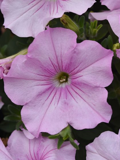 A delicate, pale pink petunia with subtle veining. This variety is perfect for adding a touch of understated elegance to your garden.