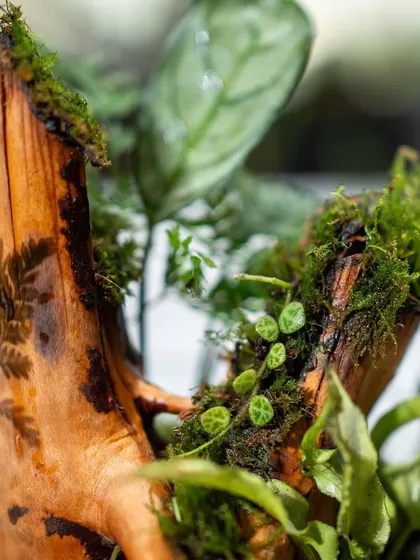A close-up on the beautiful textures within the cloche terrarium. The way the string of turtles plant drapes over the wood adds a dynamic, living element to the piece.