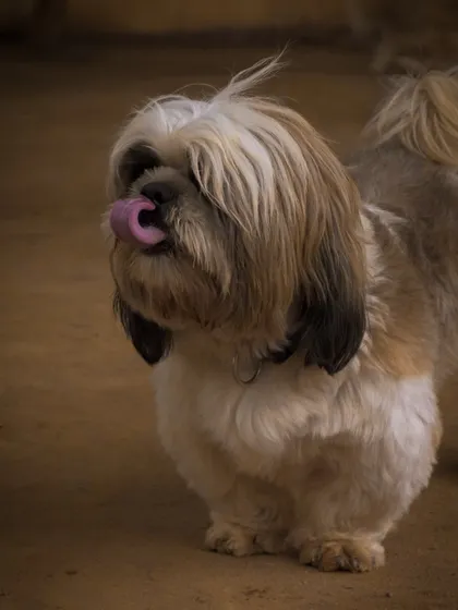 A cute moment captured as one of our Shih Tzus licks its lips, probably after a tasty treat or a good play session.