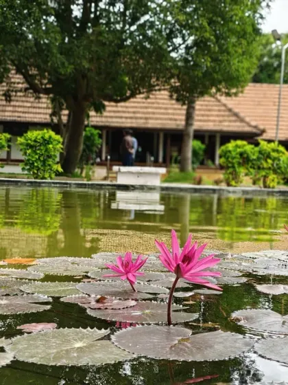The monsoon brings our landscape to life. Water lilies bloom gracefully in our serene pond, with a traditional Kerala heritage cottage in the background. This view captures the essence of our retreat, where natural beauty is an integral part of your cure.