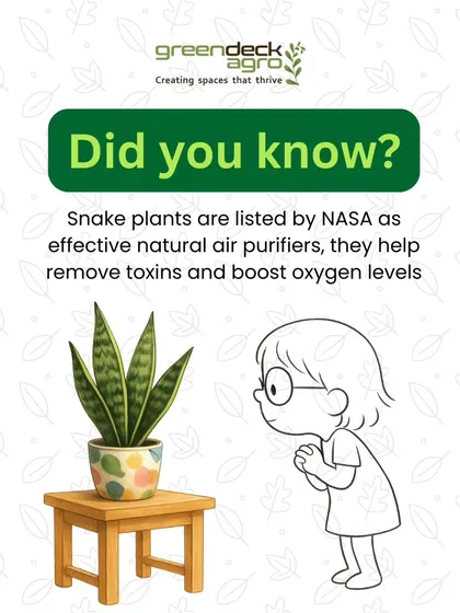 Did you know Snake Plants are listed by NASA as effective natural air purifiers? They help remove toxins and boost oxygen levels, making them a small plant with a big impact on your home's health.