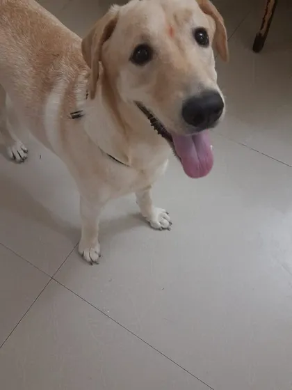 Meet Whitey, a beautiful 6-month-old Golden Labrador we rescued from a violent home. Now safe with a foster, she is a picture of health and happiness, full of puppy energy and love. Her story highlights the many purebred dogs who are abandoned and need a second chance at a life filled with kindness.