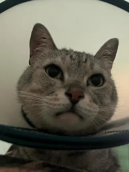 Look at this sweet face! This is what post-operative care looks like. A comfy cone, a safe space, and lots of monitoring are key to a smooth recovery after sterilization surgery. I make sure every cat is fully healed before returning them to their territory.