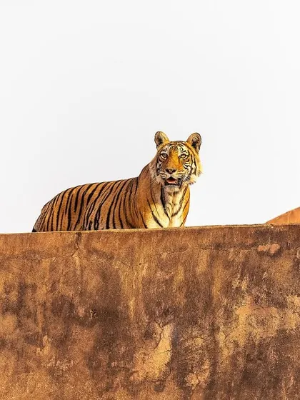 A truly unique Ranthambore moment: Ladali T8 perched atop Gate 6. This shows how tigers in this park have adapted to the historical structures, offering one-of-a-kind photo opportunities.