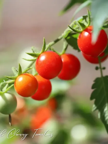 These vibrant red cherry tomatoes are perfect for salads and snacking. They grow on a vine, so providing them with a simple trellis or support will help you get a much bigger and healthier harvest.
