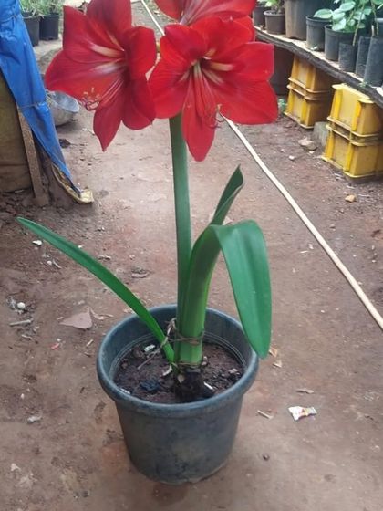 Sqft Farm - Corporate Landscaping & Gifting Our Plant Nursery & Collection photo 6