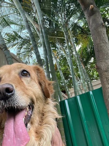 Snugglys Paw House - Pet Daycare The Play Yard: Our Big, Green Backyard photo 16