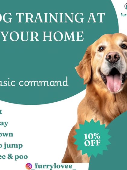 I offer training for all the basic commands needed for a well-mannered dog at home, including sit, stay, down, no jump, and potty training.