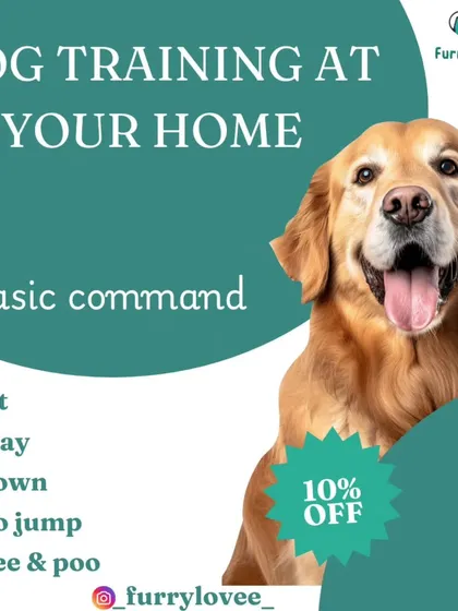 I offer training for all the basic commands needed for a well-mannered dog at home, including sit, stay, down, no jump, and potty training.
