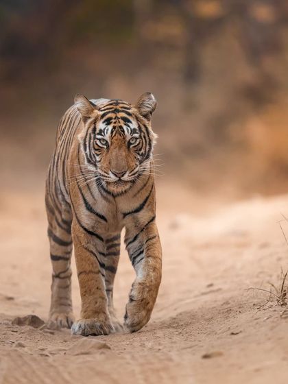 Noorie on the move, her determined walk showcasing the confidence of a tigress in her prime territory.