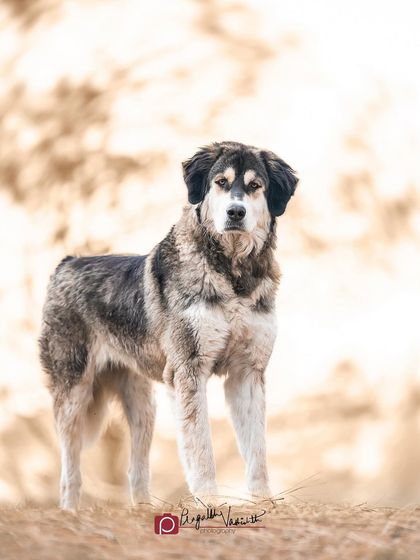 Pragalbh - Animal Rescue & Advocacy Photography Paws & Peaks: Outdoor Adventures photo 8