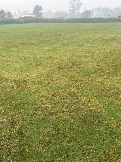 A patch of lawn that shows some wear, but the underlying grass is still healthy. My grass is resilient and recovers well.