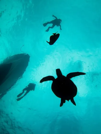 Some moments feel like a dream. Sharing the water with a graceful sea turtle as the sun filters from above is an experience that stays with you forever.