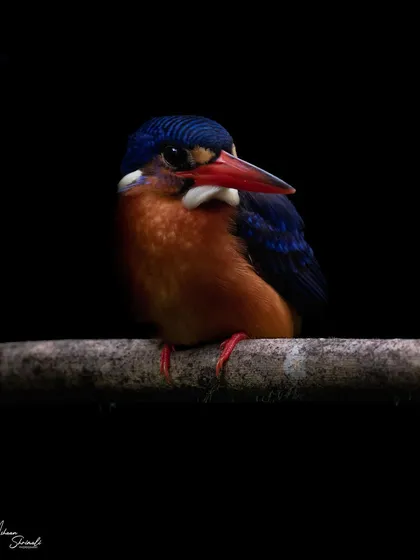 It was still dark when this female Blue Eared Kingfisher appeared. I used a slow shutter speed of 1/30 to capture this low-key portrait, letting the shadows envelop the bird while the subtle light reveals its vibrant orange and blue colors.