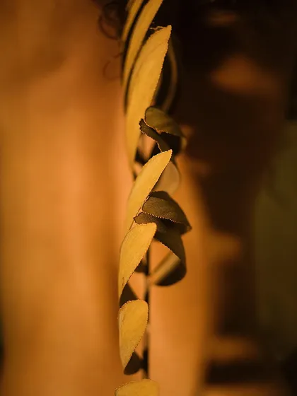 A warm, color version of my abstract study. The interplay of light and shadow on the skin and the spiral of leaves creates a primal, intimate connection between the human body and nature.