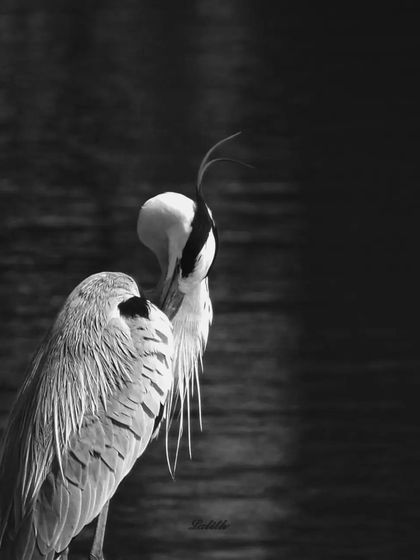 Lalith - Wildlife & Nature Photography Behind the Lens photo 56