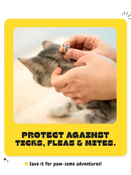 Proactive care is key to a healthy pet. Here, we are applying a spot-on treatment to protect a cat from common parasites like ticks, fleas, and mites, a simple but vital part of our preventative veterinary services.