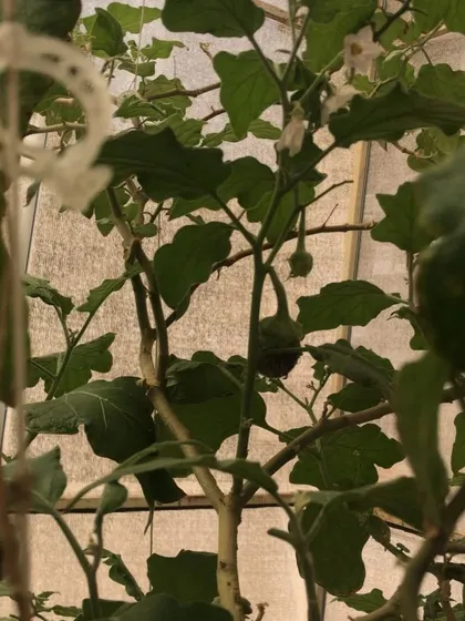 This brinjal plant is thriving, with multiple fruits beginning to form. We manage everything to ensure your garden is consistently productive.